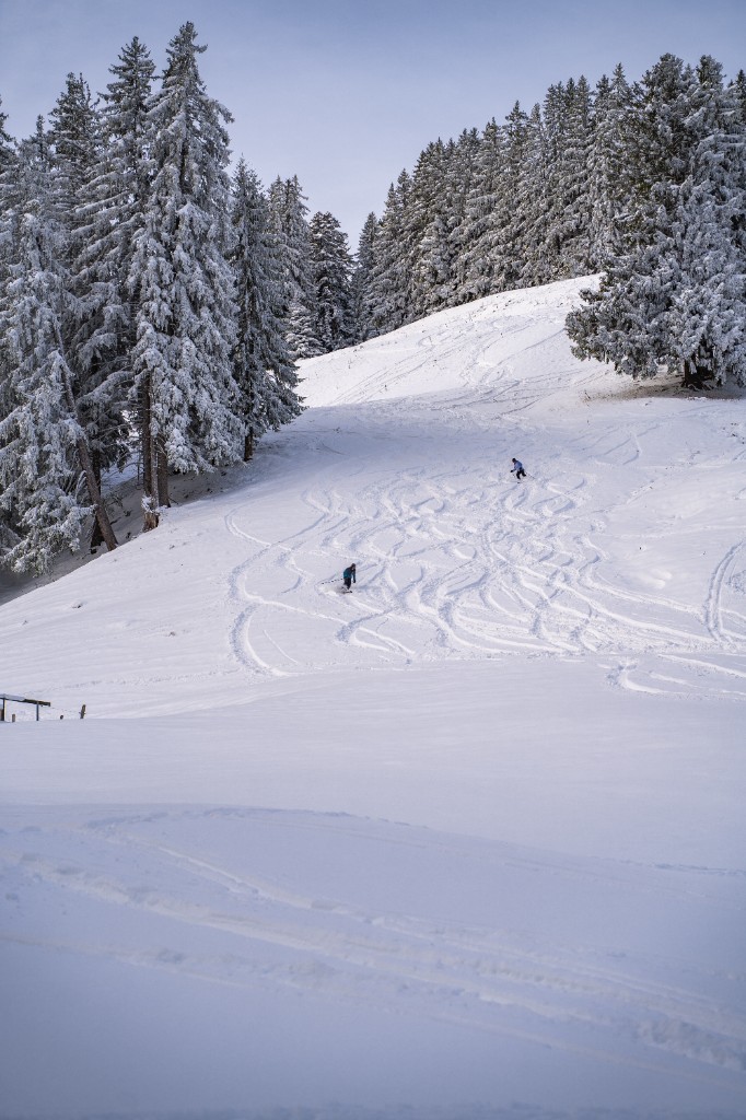 Skiers testing on a snowy alpine slope among pines