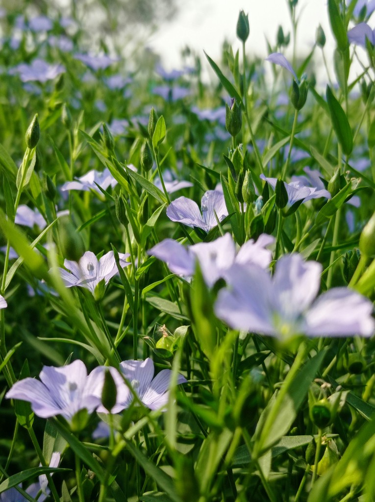 European flax in bloom