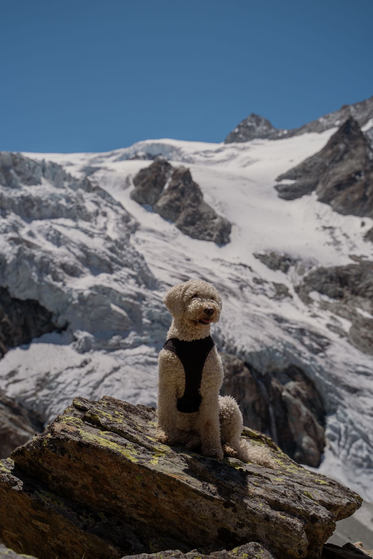 A dog sitting on a rock in front of the Grimentz glacier