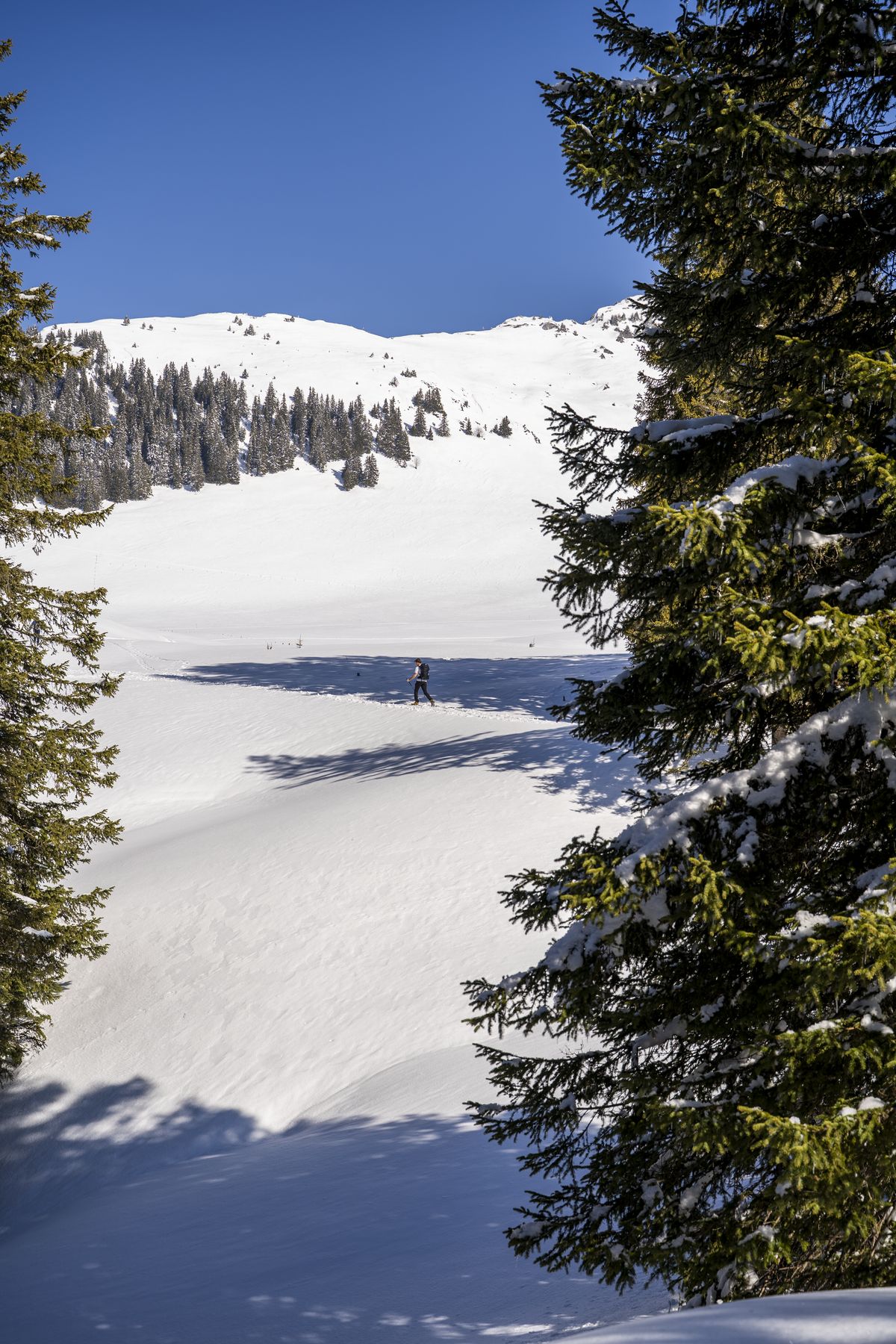 A skier on a snowy slope framed by pines at Jaun Pass