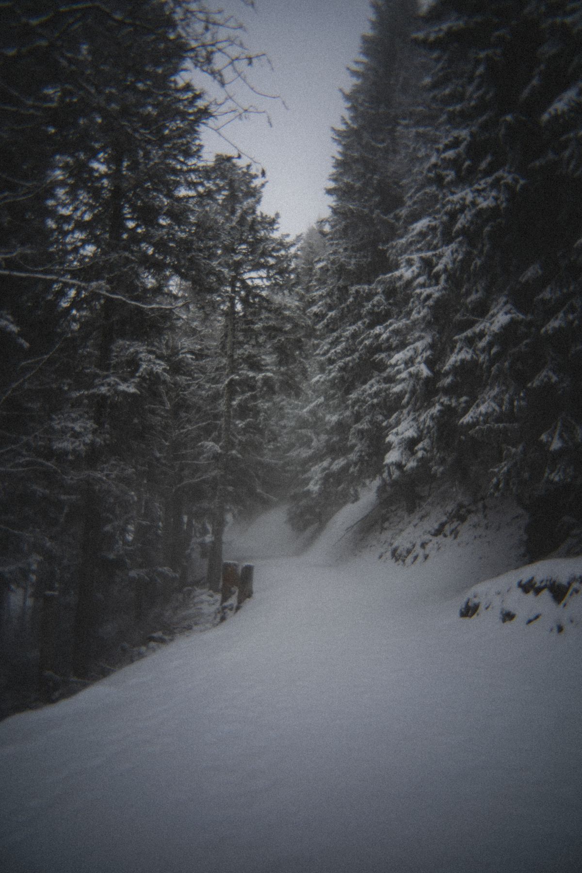 Snowy forest path toward Le Folly in fog