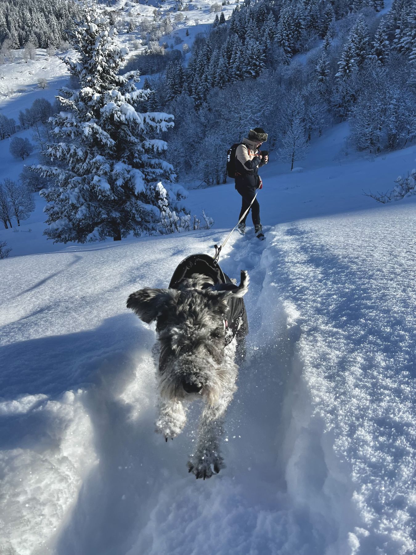 A dog running a snowy path in Les Belleville with a person behind